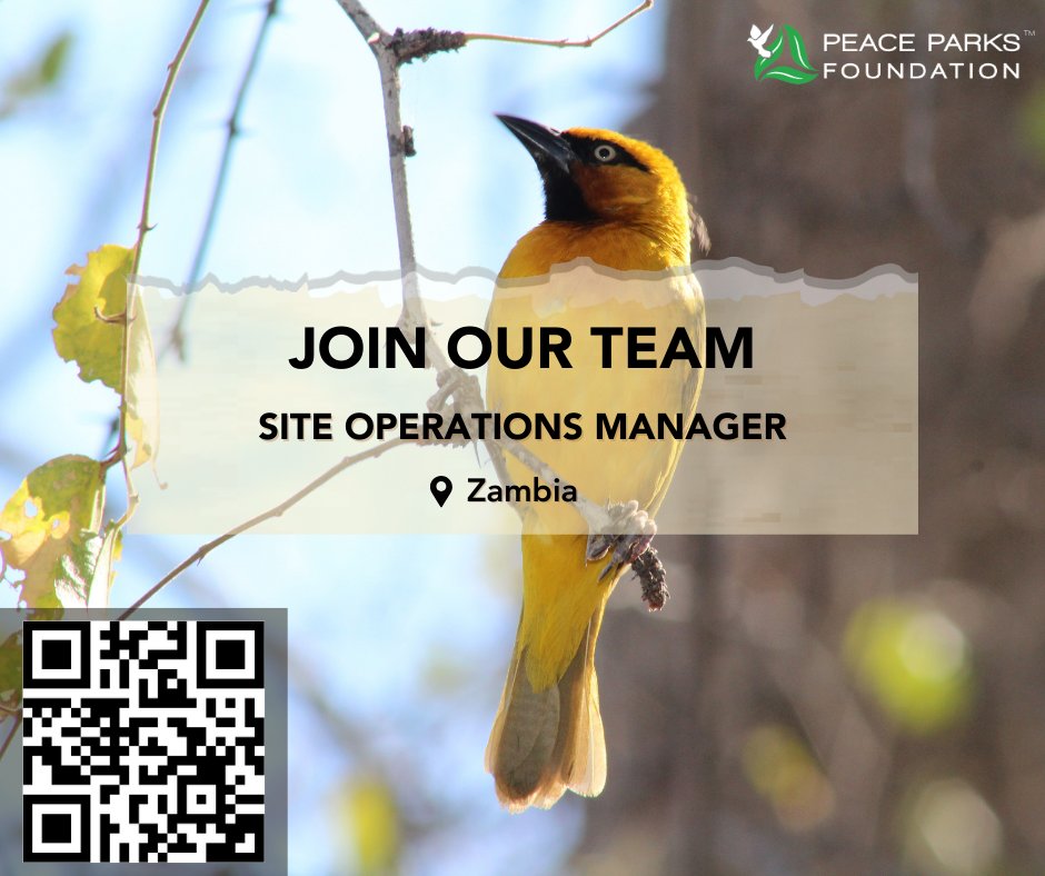 Peace_Parks's tweet photo. Peace Parks Foundation’s team is growing. If you love nature and are a good fit for these exciting positions, scan the QR code to apply.

#ConservationCareers #PeaceParksFoundation #NatureWithoutBorders https://t.co/Imb7qPLRXA