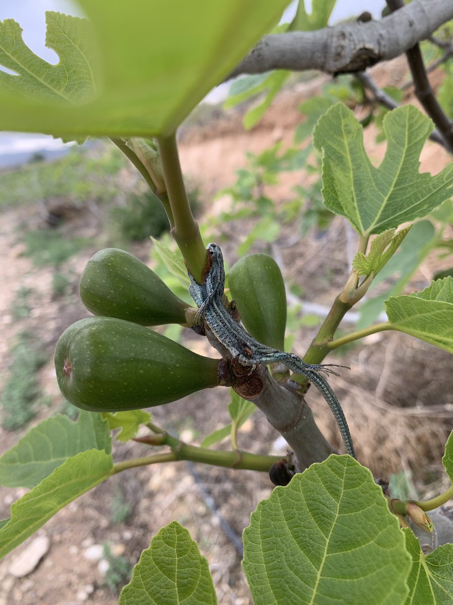 Higueras hoy…

Naturaleza salvaje