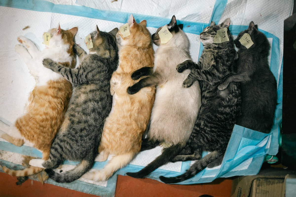 UAnimals.ENG 🇺🇦 tweet media