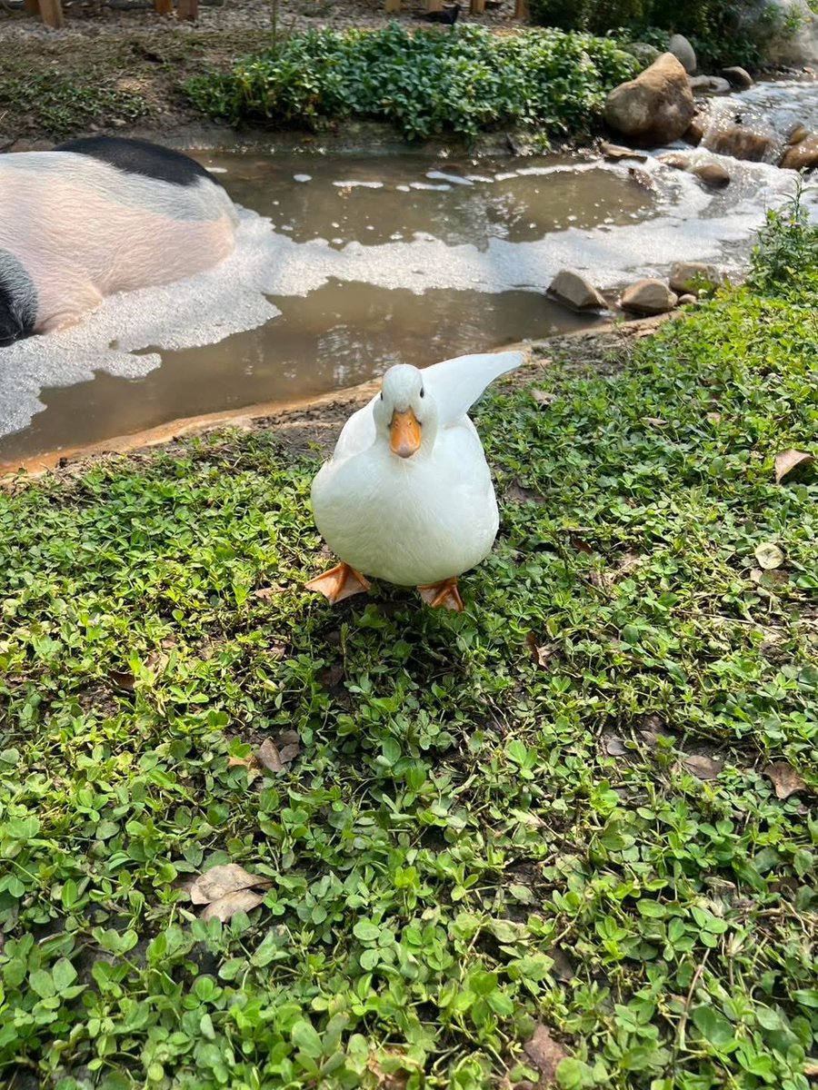 DUCKKINGDOM18's tweet photo. ธาราก็ชอบเป็ด 👁️🫶👁️ 

#TaraCGM48 https://t.co/lpRit5Kkc7