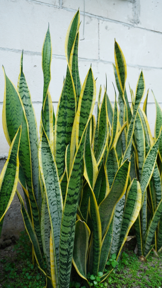 양영숙 tweet media