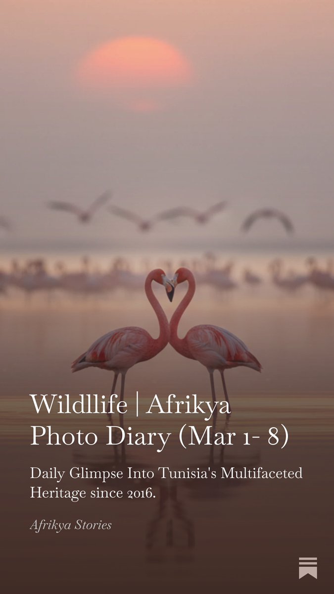 Flying.. Relaxing.. Dancing.. Loving.. Embracing the vibes of Wild Tunisia's fluffy, peaceful guests.. Welcome aboard 🐦📭afrikya.info/p/wildllife-af…

<a href="/Blue___tn/">Blue TN Media</a> <a href="/Lasaisonbleue/">La Saison Bleue</a> <a href="/moezbhar/">Moëz BHAR</a> <a href="/Amna_Klay/">Amna Klay</a> <a href="/rymbourguiba/">Rym BenzinaBOURGUIBA</a> <a href="/rabebalouii/">Rabeb Aloui #PlasticTreaty</a> <a href="/aidaro/">AIDA ROBBANA</a> <a href="/adelazouni/">Adel Azouni</a> <a href="/simonilse/">Simon Ilse 🌍🌻</a> <a href="/IsmaMohamed11/">Isma Mohamed</a>