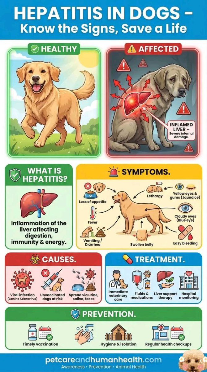 VeterinaryGate's tweet photo. Hepatitis in dogs 
Types of Hepatitis in Dogs
There are two types of hepatitis commonly seen in dogs, infectious canine hepatitis and canine chronic hepatitis. Chronic is defined as an infection that has been causing damage for some time (at least a few weeks), whereas acute hepatitis can manifest over only a few days.
Infectious Canine Hepatitis
Infectious canine hepatitis is an acute contagious disease in dogs caused by the canine adenovirus 1. The virus targets the infected pet's liver, lungs, kidneys, spleen, lining of blood vessels and occasionally other organs. Signs of infectious canine hepatitis can vary widely from slight fever to death.
Canine Chronic Hepatitis
Canine chronic hepatitis is a condition that is associated with infectious canine hepatitis. Breeds of dogs that are predisposed to the disease include Skye Terriers, Springer Spaniels, Beagles, West Highland White Terriers, Cocker Spaniels, Maltese, Labrador Retrievers, Doberman Pinschers, Bedlington Terriers, Standard Poodles and Chihuahuas.
Symptoms
Infectious canine hepatitis can cause a variety of signs and symptoms. If your dog is suffering from infectious hepatitis you may notice one or more of the following symptoms:
Watery discharge from eyes and nose
Congestion
Slight fever
Deficiency of blood clotting
Blindness
Loss of appetite
Thirst
Enlarged tonsils
Yellow, jaundiced look to ears, gums and skin
Eye inflammation
Severe depression
Abdominal pain (occasional)
Vomiting (occasional)
Bruised or reddened nose and mouth
Spontaneous bleeding
Severe cases:
Red dots on skin
Bruised or reddened nose and mouth
Swelling (neck, head, lymph nodes)
Seizures
Death
Treatment
Depending on the results of the biopsy, your vet may recommend treating the disease with a broad-spectrum antibiotic, anti-inflammatory or immunosuppressive medication.
Sometimes, a painful spasm can be associated with cornea clouding in the eye. Your vet can prescribe eye ointment to alleviate your pup's pain. If your dog is experiencing corneal clouding, it is essential to protect your pup's eye from bright light.
Treatment options can range from intravenous fluid therapy to hospitalization. Your dog will require blood work on a regular basis for monitoring purposes.
Preventing Hepatitis in Dogs
A mandatory vaccine is the most widely used and important preventive measure for infectious canine hepatitis. Your dog will typically receive this vaccine along with their canine distemper vaccinations.
The hepatitis vaccine is typically given to puppies at about 7 to 9 weeks of age, with the first booster between 11 and 13 weeks, after which they’ll be protected.
To remain protected against this serious condition, your dog will need to keep receiving the booster shots throughout their life - with another one at 15 months, then each year to keep the infection away.
#veterinary #veterinarymedicine #dogsofinstagram #doglover #dog #doglife #HepatitisAwareness #HepatitisB