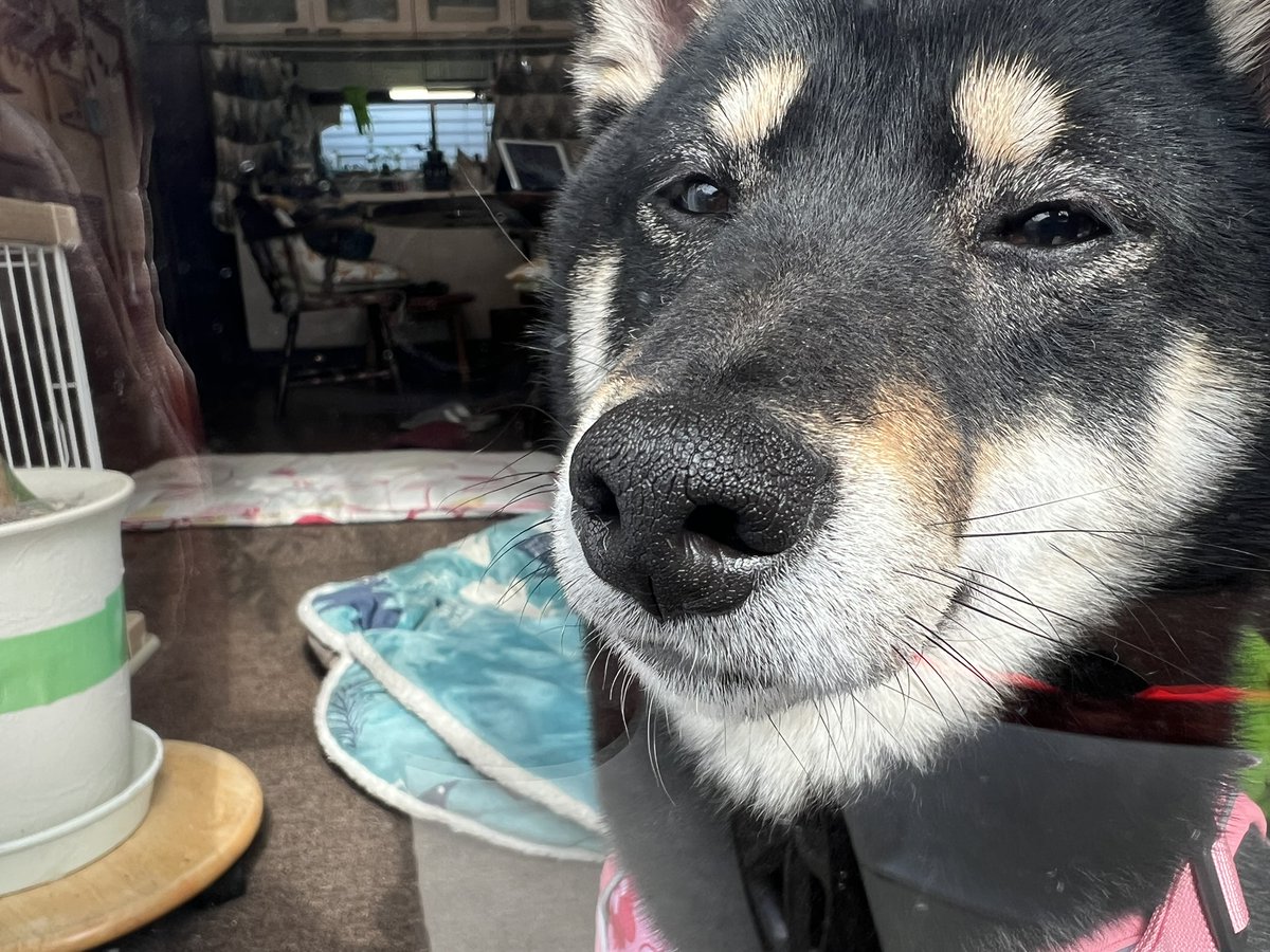 ピュアテック 皇帝ペンギン様 tweet media