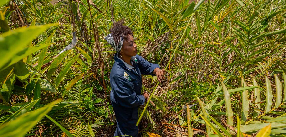 Derrière la ferme d’Aromatsara, se cache un projet entrepreneurial innovant, soutenu par le Fonds africain de développement et mené par sa fondatrice, Ranjatiana Randriantsara. Grâce à cette ferme, elle crée des emplois et soutient l'éducation en produisant et exportant vanille,