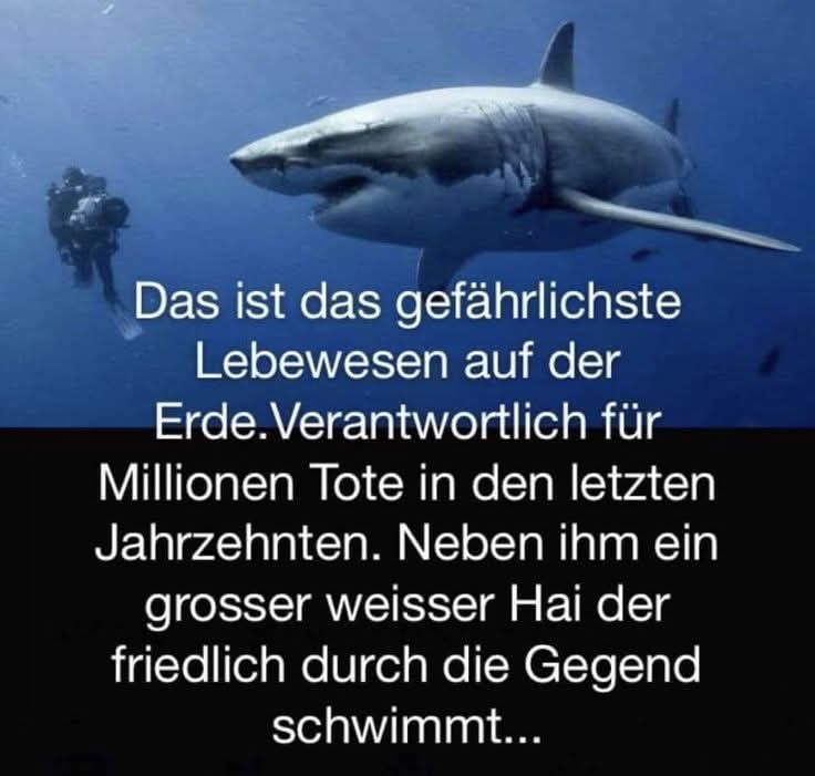 GullyDeckelDieb's tweet image. #Humans