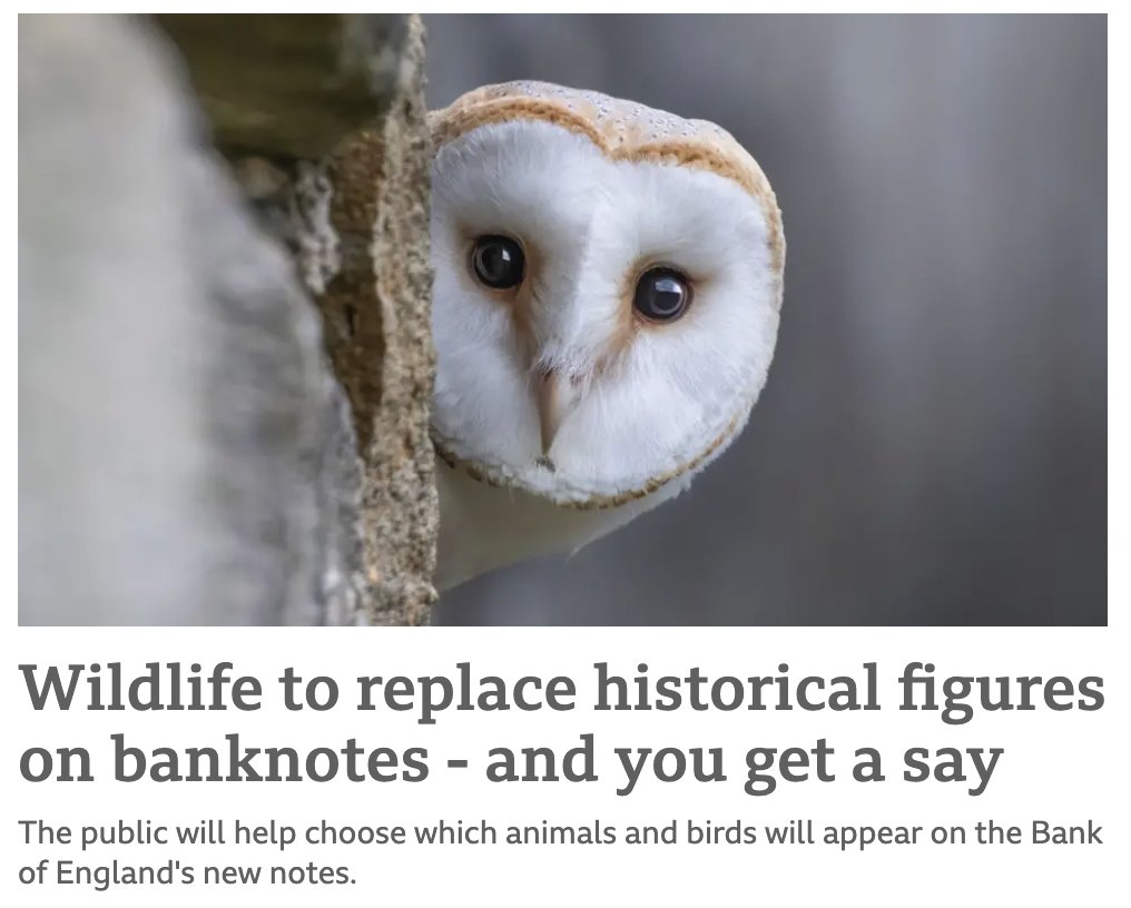 Harry Samuels tweet media