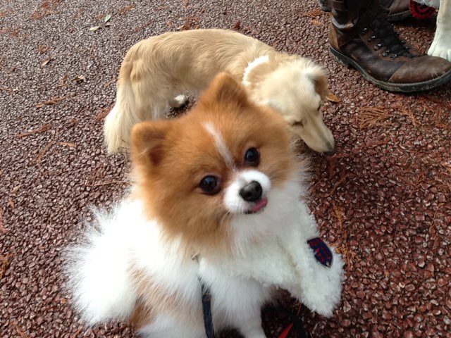 爬虫類ぽわ tweet media