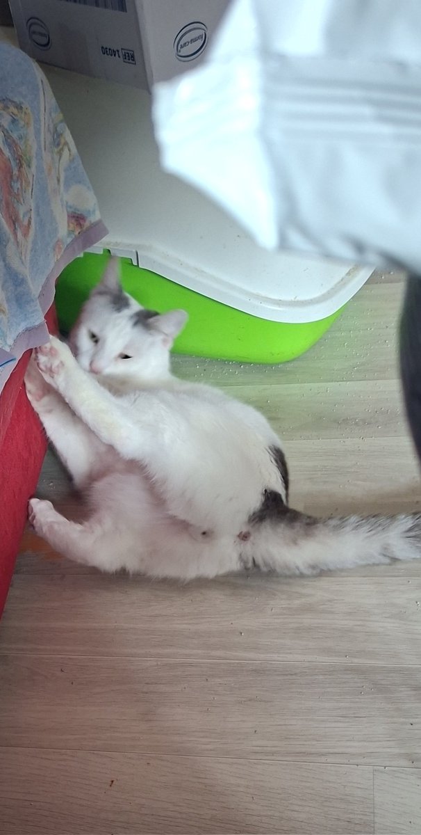 Moonlight1989 tweet media