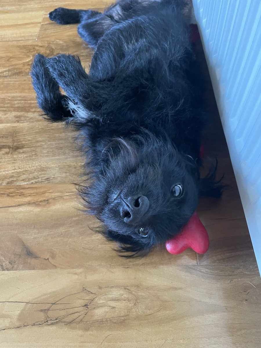 Adele and Rex (former staff to Monty🌈& Jilly🌈) tweet media