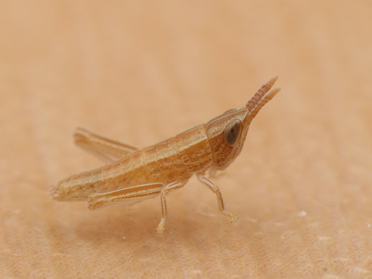 ヒデ@バッタラボ tweet media