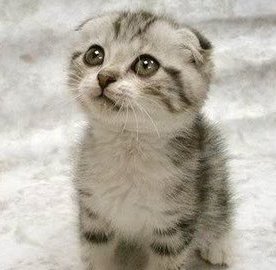 Taehyun_0202's tweet photo. 🐱🐱 https://t.co/EPqaWKoNr7