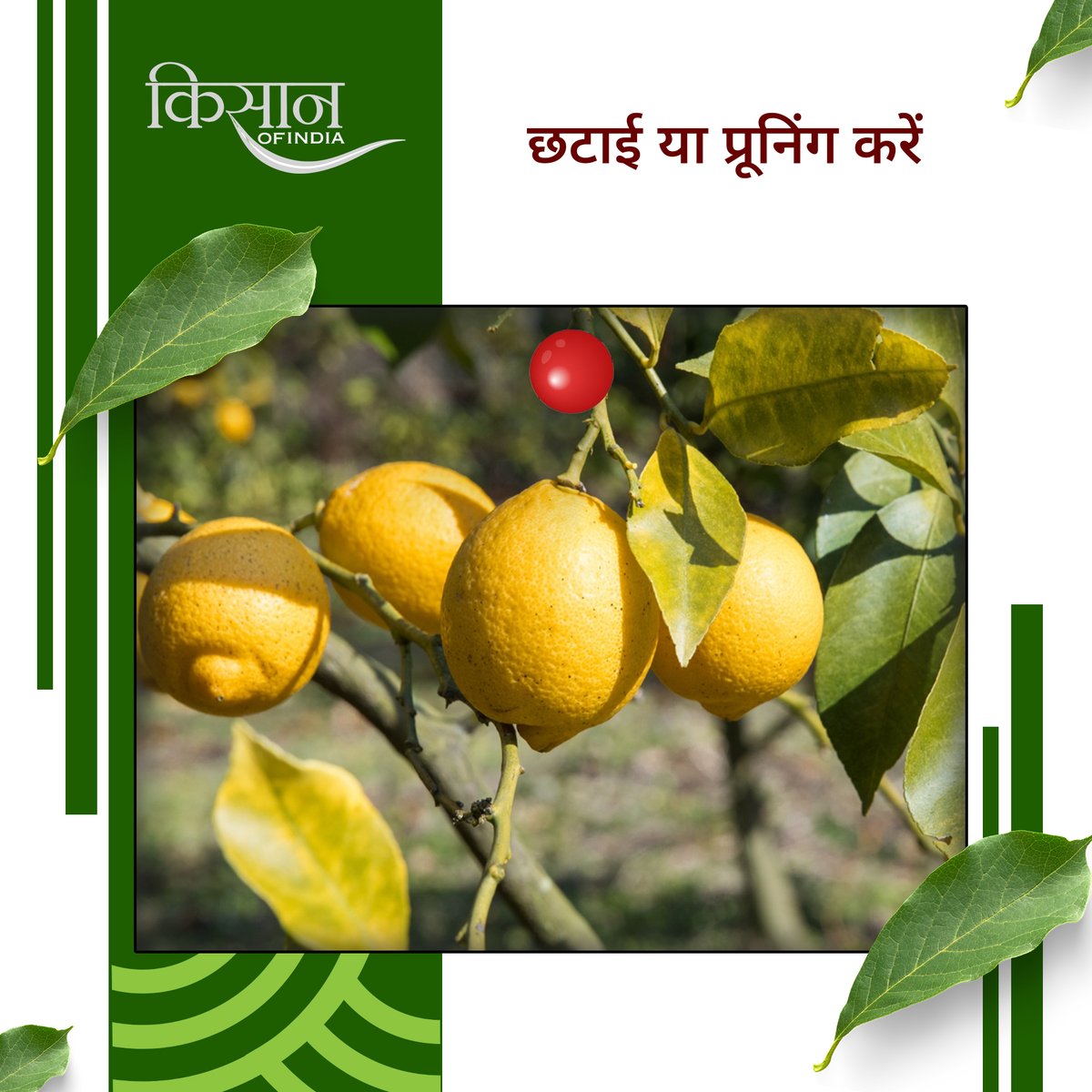 KisanofIndia's tweet photo. सही देखभाल, पर्याप्त धूप, संतुलित पानी और सही खाद मिलने पर नींबू का पौधा तेजी से बढ़ता है। थोड़ी देखभाल से इसे गार्डन या गमले में हरा-भरा और फलदार बनाए रखा जा सकता है
#kisanofindia #LemonPlant #LemonFarming #GardeningTips #HomeGardening #OrganicGardening #FruitFarming #KitchenGarden #PlantCare #KhetiKisani #IndianFarmers