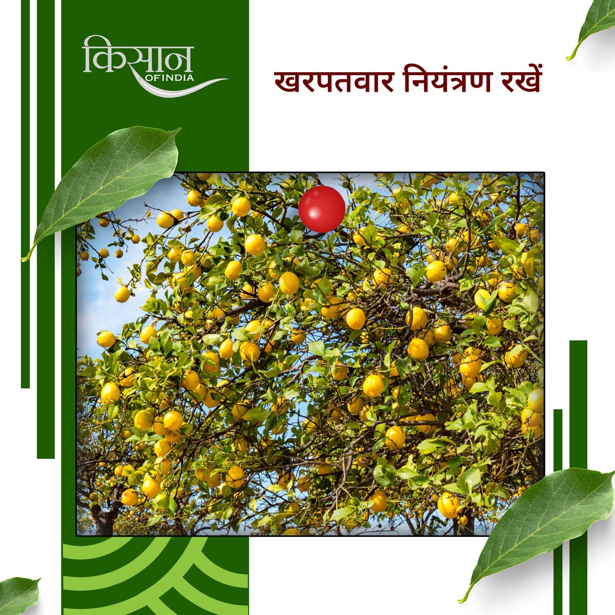 KisanofIndia's tweet photo. सही देखभाल, पर्याप्त धूप, संतुलित पानी और सही खाद मिलने पर नींबू का पौधा तेजी से बढ़ता है। थोड़ी देखभाल से इसे गार्डन या गमले में हरा-भरा और फलदार बनाए रखा जा सकता है
#kisanofindia #LemonPlant #LemonFarming #GardeningTips #HomeGardening #OrganicGardening #FruitFarming #KitchenGarden #PlantCare #KhetiKisani #IndianFarmers