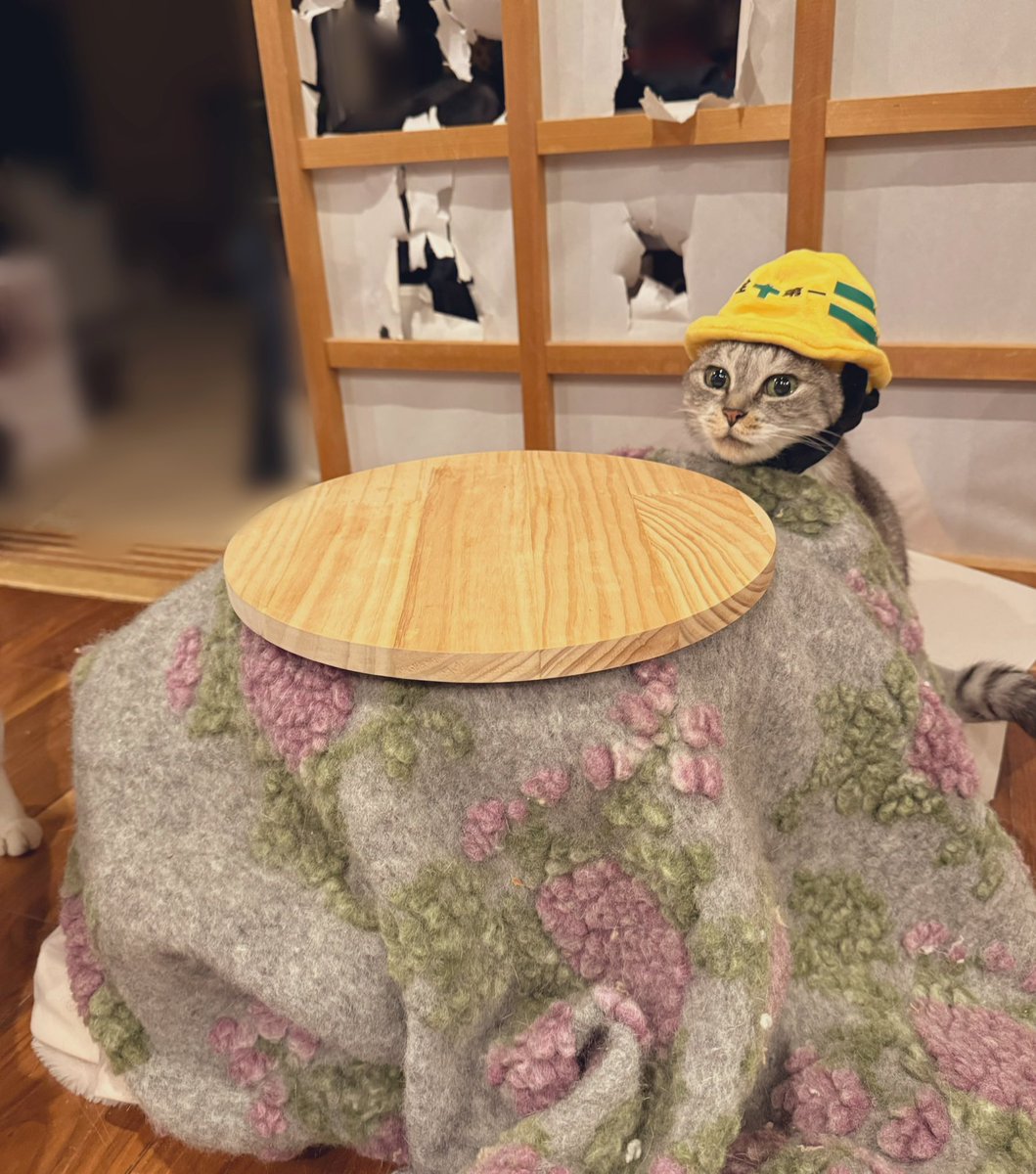 ココニャ@猫写真集、発売中! tweet media