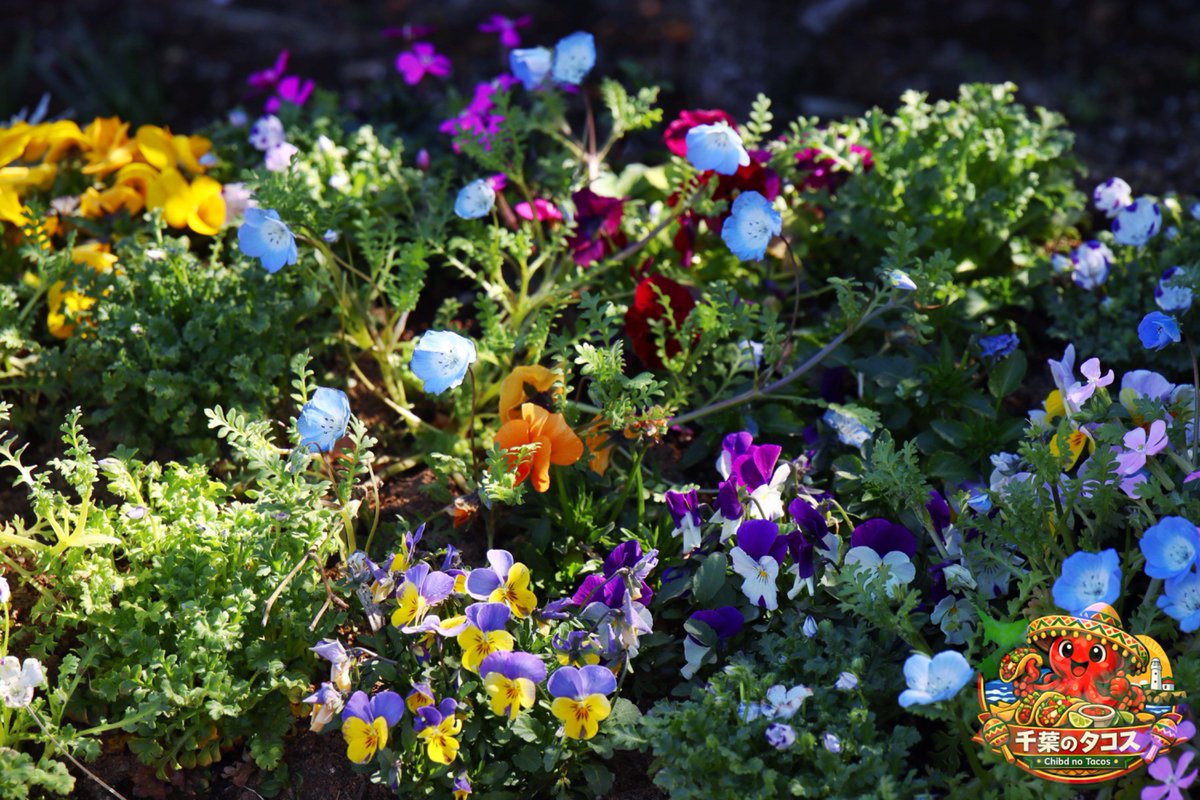 千葉タコス🌮 tweet media