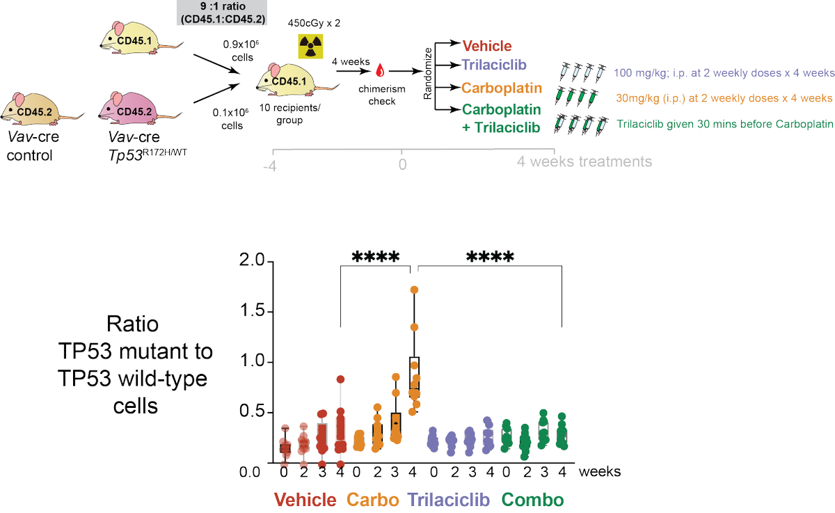 AbdelWahablab's tweet photo. Similarly, in a mouse model of TP53 mutant clonal hematopoiesis, we found that contemporaneous administration of a CDK4/6 inhibitor with platinum chemotherapy mitigated p53 mutant cell expansion with chemotherapy: https://t.co/4Fh44WnHsn