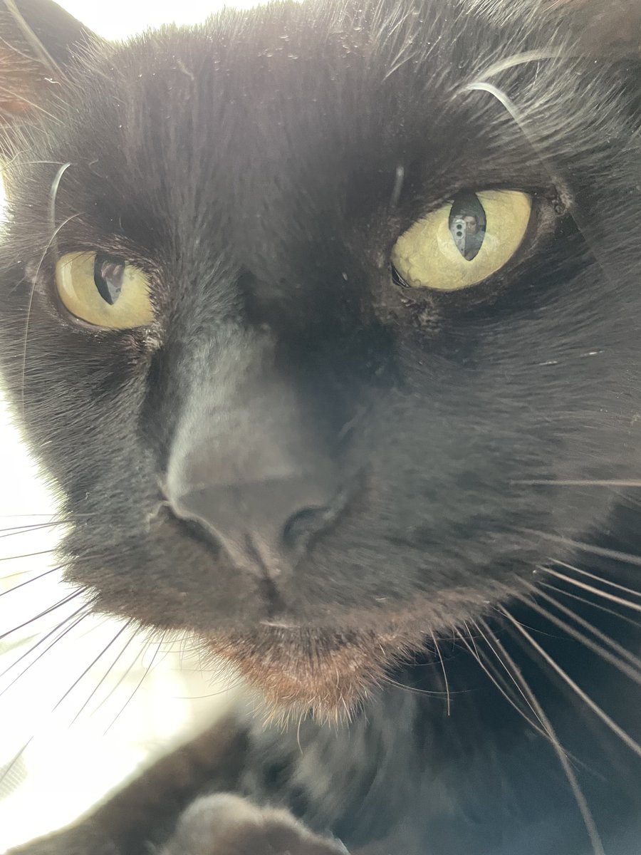 jet🐾the🐾fur©️ 🌈🐾 semper amatus 😻 tweet media