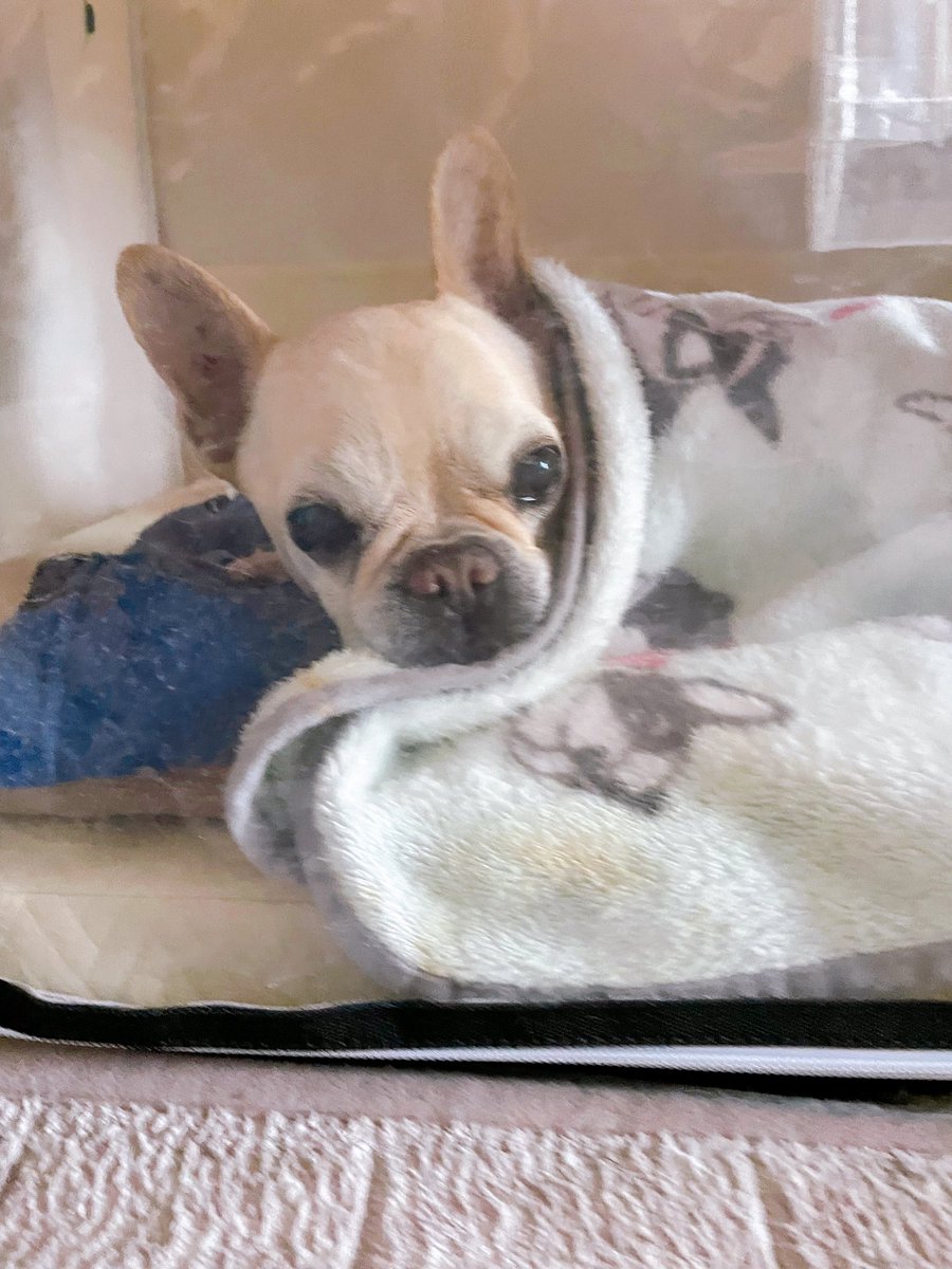 ドッグタイプトレーナー@manico tweet media