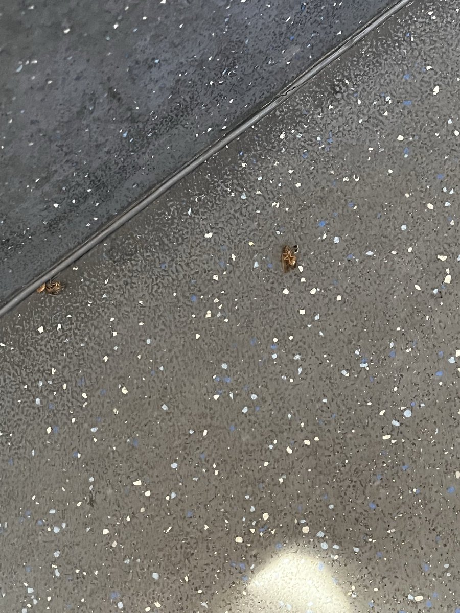teluhnce's tweet photo. @CityofCT FUMIGATE YOUR FUCKING BUSSES we pay to sit on a bus but now we gotta fight lil roach and his brother, nah man this is not on https://t.co/xjokcT4Iae