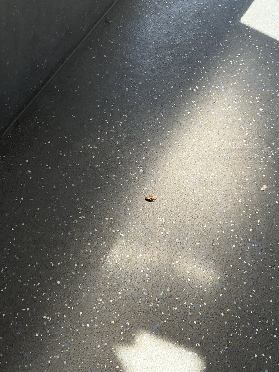 teluhnce's tweet photo. @CityofCT FUMIGATE YOUR FUCKING BUSSES we pay to sit on a bus but now we gotta fight lil roach and his brother, nah man this is not on https://t.co/xjokcT4Iae