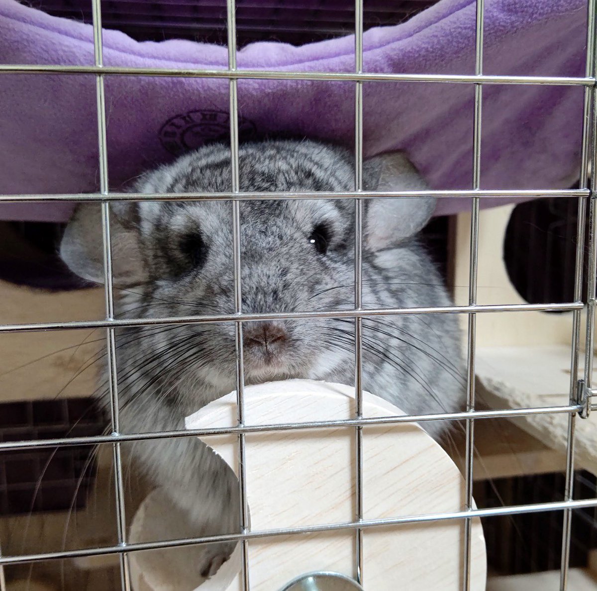 ChillaStage8113's tweet photo. 🐭 小動物の防災について🌱
〜『急に連れ出す状況』〜

実際に被災された方からお話を聞く機会がありました。

私も知らなかったんですが、
多くの避難所では
ペットは想定されていないことも多く、入れないケースもあるそうです。

チンチラは特に
温度や湿度の管理が必要な動物。
避難所での生活が
とても難しくなる可能性もあります。

だからこそ
「もしもの時どうするか」を
少しだけ考えておくことが大切だと感じました。

⚠️急に連れ出す状況で、
・どこへ避難できるのか
・移動用のキャリーはあるか
・最低限のセットは何が優先か
・預け先はあるか
（食事や飼育環境を伝えられるメモを書いておく事も大切です）

完璧な準備は難しくても
想像しておくだけで守れることがあります。

小さな家族を守れるのは
一番そばにいる飼い主さんです😌

『急に連れ出す状況』を想像してみてください🐭

#チンチラ