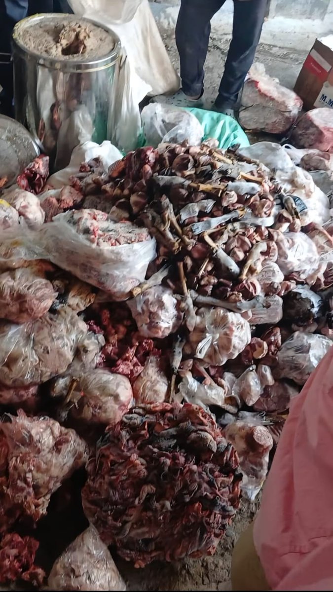 nawababrar131's tweet photo. Mangalhat Police and GHMC officials exposed the sale of rotten meat in Mangalhat, Hyderabad, leading to the arrest of one person and the seizure of nearly 300 kg of spoiled sheep and goat offals. https://t.co/73I7RdrCFD