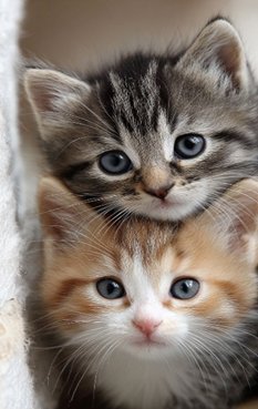 Sahar سحر tweet media