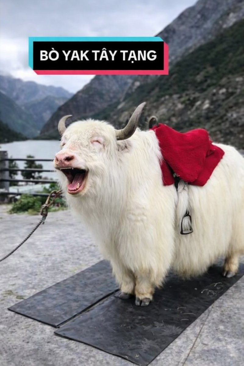 Nguyễn Quỳnh Phương | Sofia tweet media