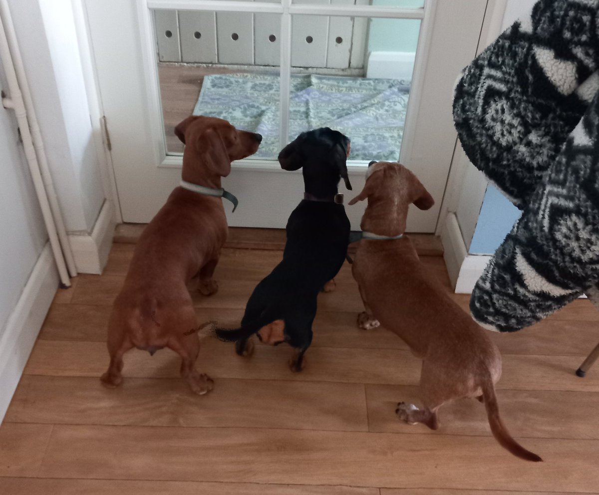 Pippa... is at the picture house📽️💙. tweet media