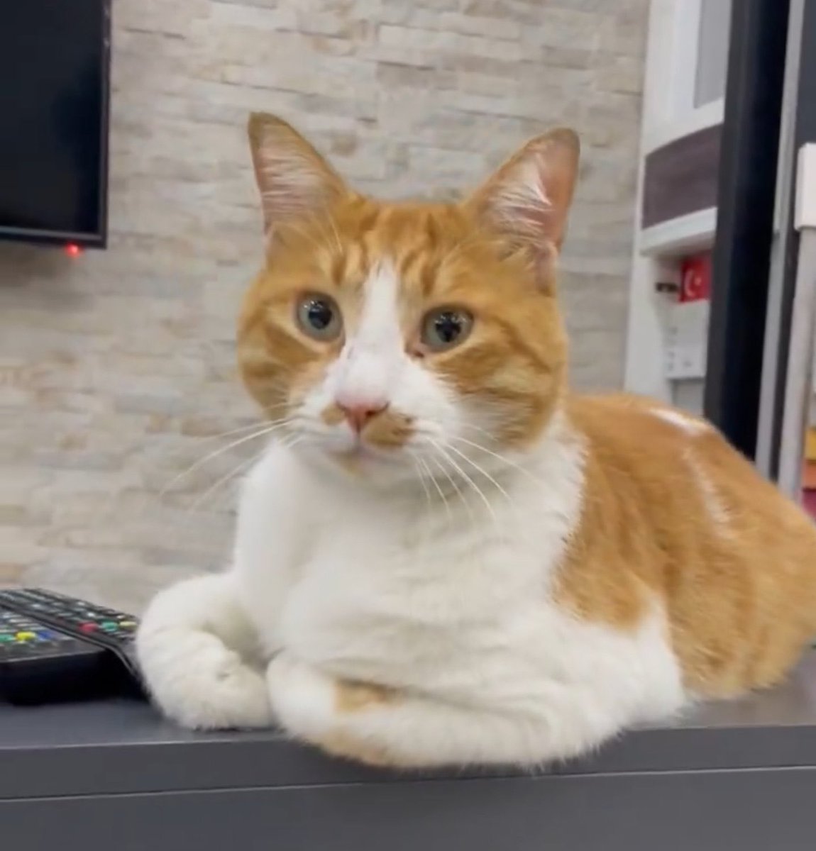 Çerez Çitos Bihter Behlül Poşetçi tweet media