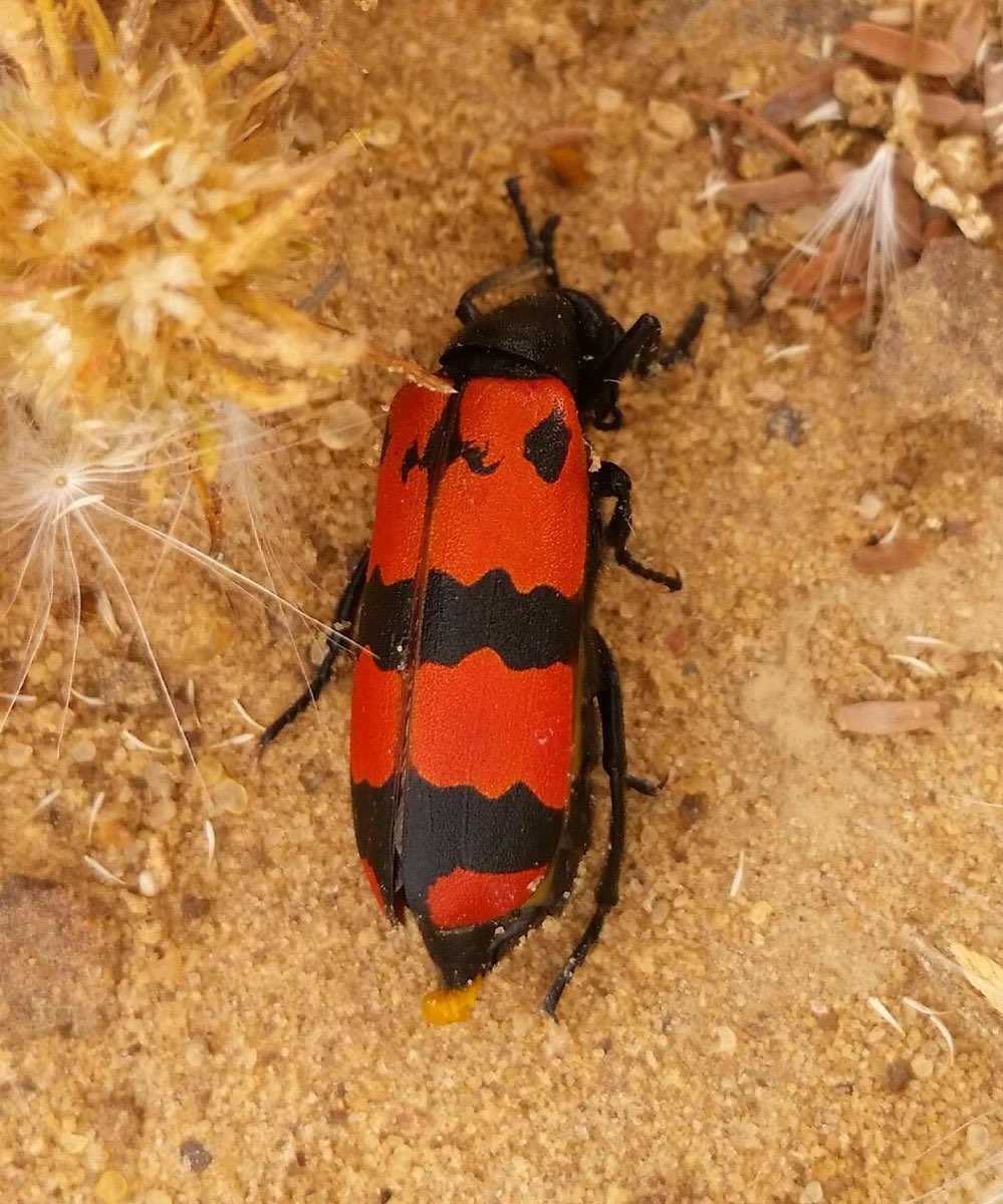 ناصر المجماج tweet media