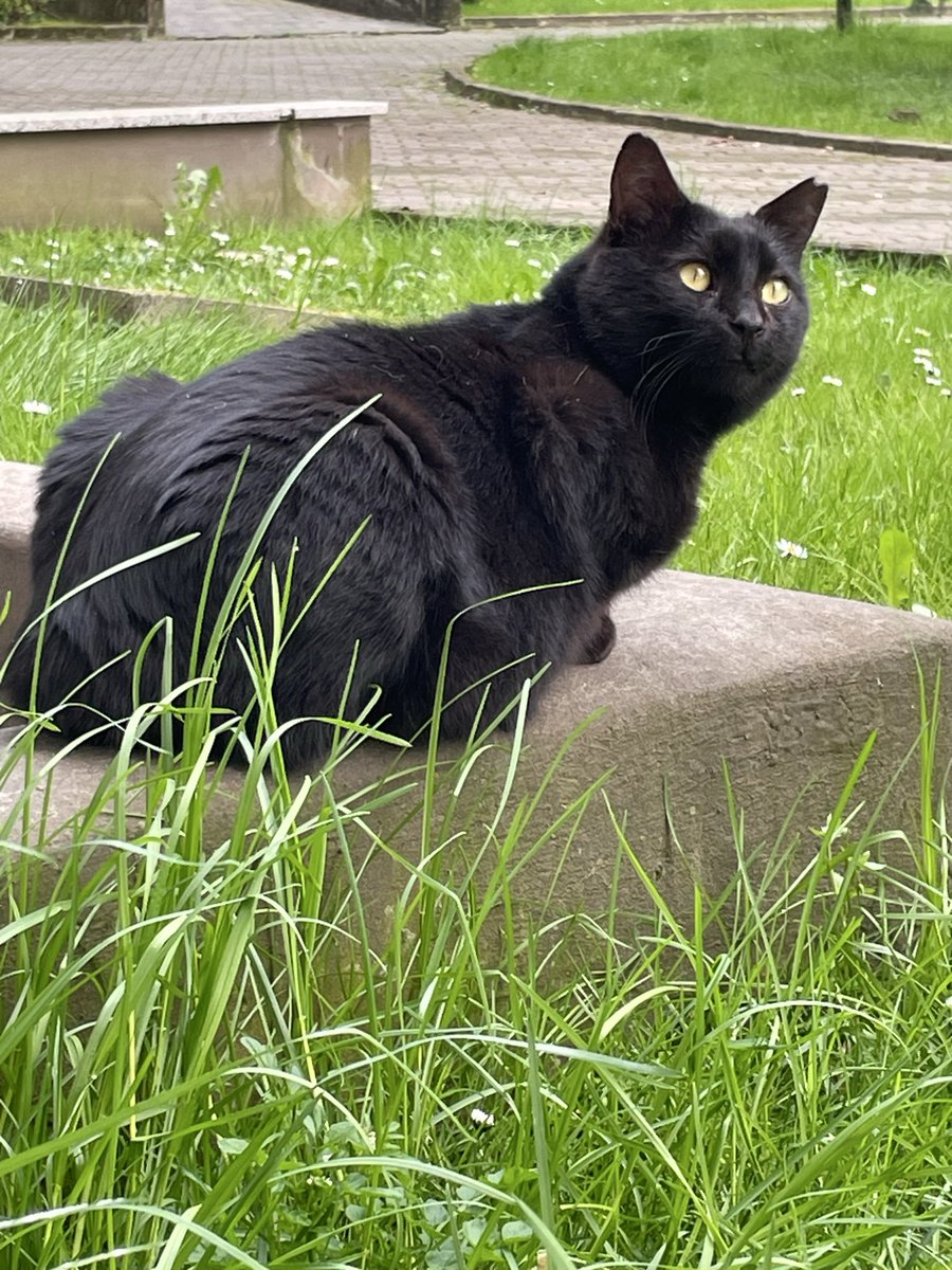 DAXdB's tweet image. Con Ombra🐈‍⬛ la  regola da lui “scritta” è: fino a quando io ci sono tu devi stare qui, quindi crocchi, grattini monologhi con Zenzero e caccia agli 🐿️, se scompaio puoi andare.
Quando vengo meno a questa regola lui mi guarda immobile fino a quando non giro l’angolo.
#Randagi