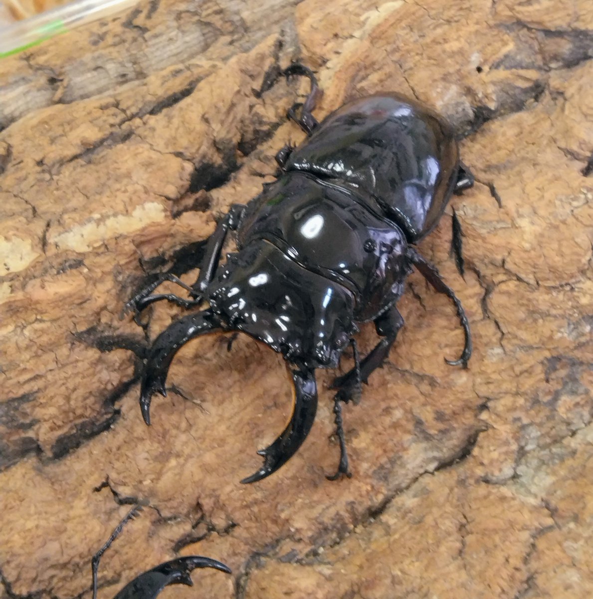カブトクワガタ専門店 かぶとくわがたの基地 ユウタン tweet media