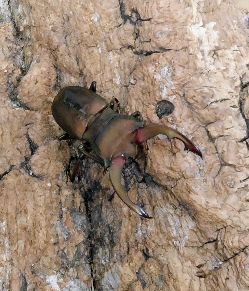 カブトクワガタ専門店 かぶとくわがたの基地 ユウタン tweet media