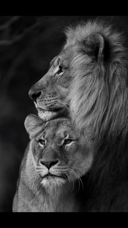 lion1872's tweet photo. https://t.co/CPhumcUZ3S