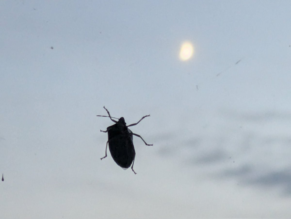 M Montserrat Domingo tweet media