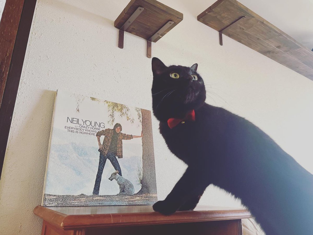 猫別府 tweet media