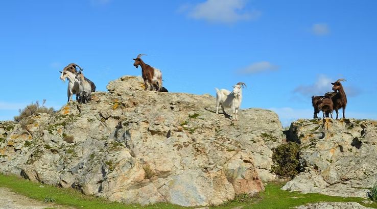 ASPA - Ass. per la Scienza e Produzioni Animali tweet media