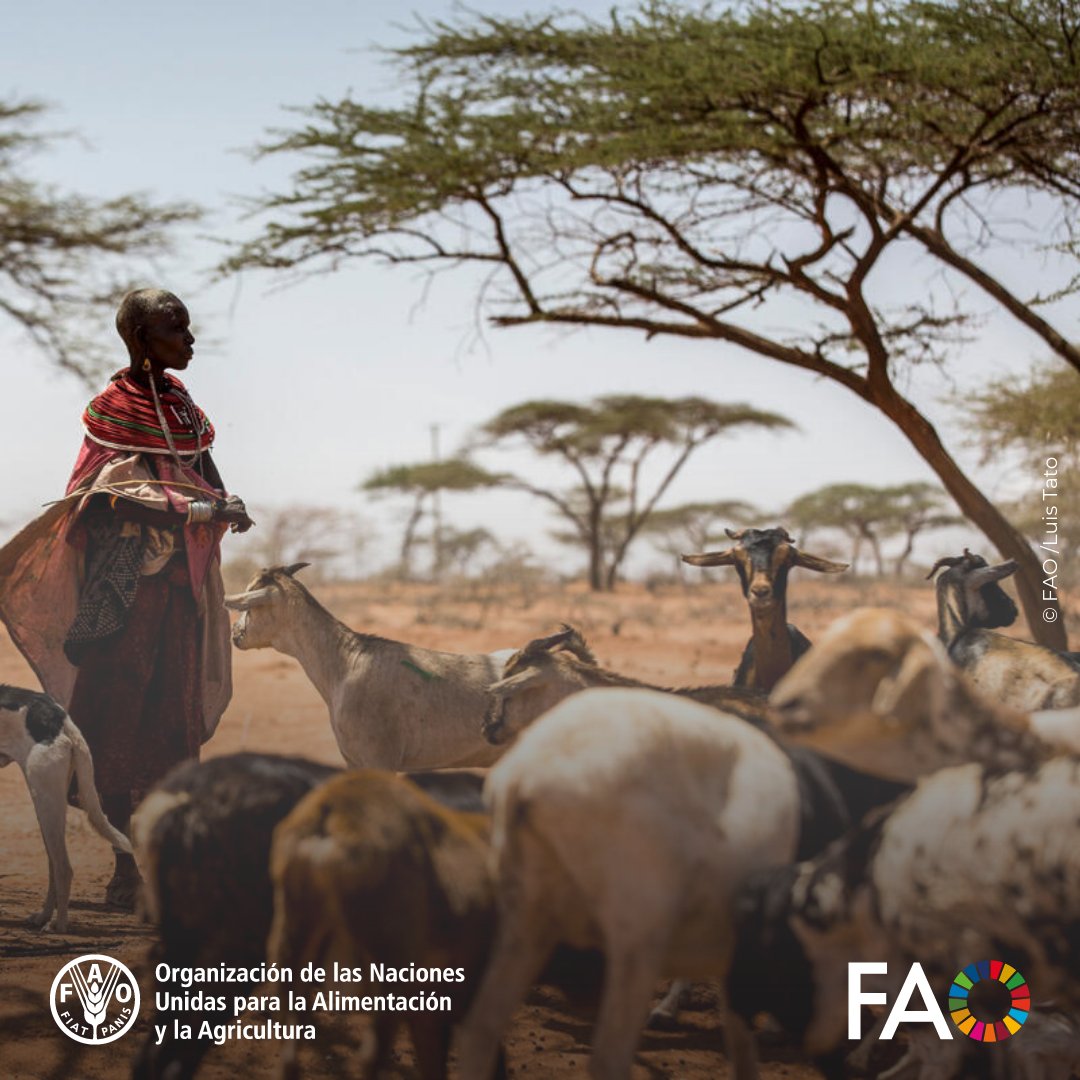 FAO en español tweet media