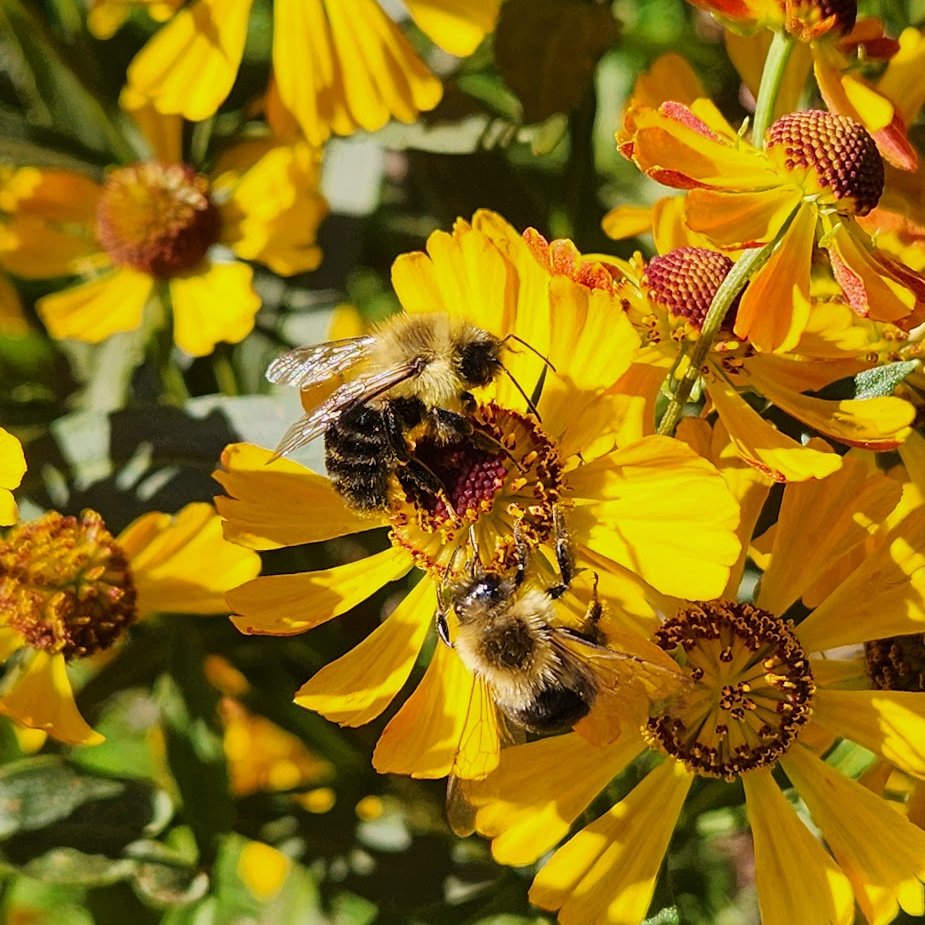 🌱 Shannon Walsh 🦋🦋🦋 tweet media