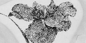 Hunt Institute for Botanical Documentation tweet media