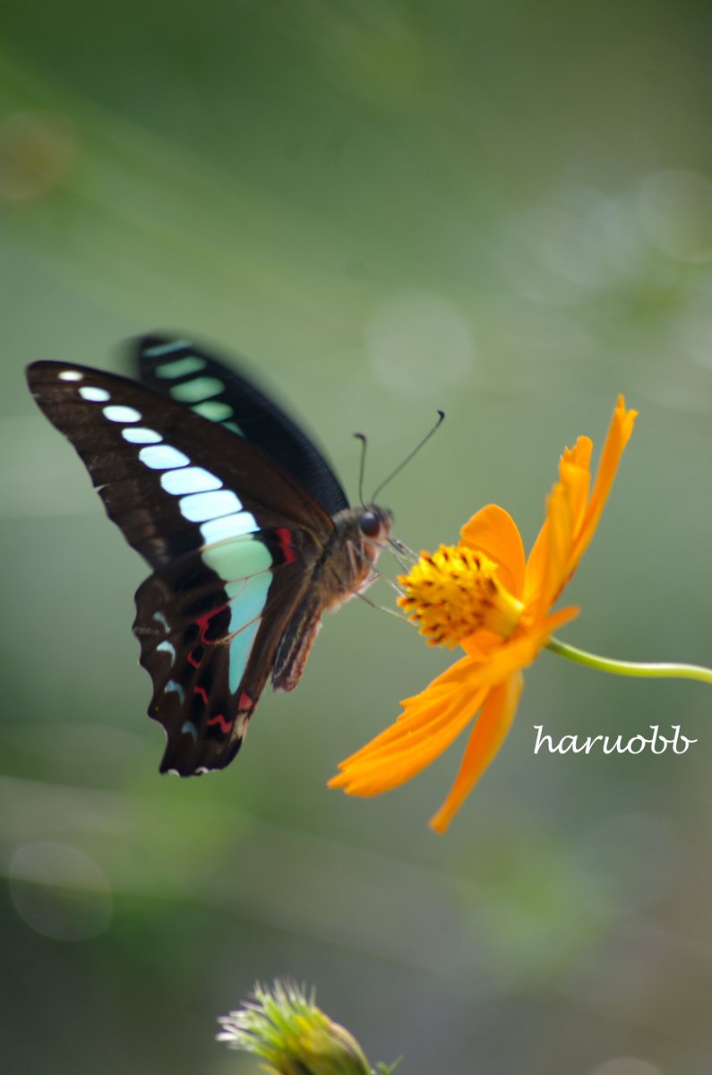 haruobb's tweet image. アオスジアゲハとキバナコスモス
季節外れでも、振り返りが重要。

#pentax #コスモス #cosmos #秋桜
#キバナコスモス
#アオスジアゲハ #アゲハ
#photo
#写真好きな人と繋がりたい
#写真で伝えたい私の世界
#写真撮ってる人と繋がりたい
#ファインダー越しの私の世界
#写真で奏でる私の世界