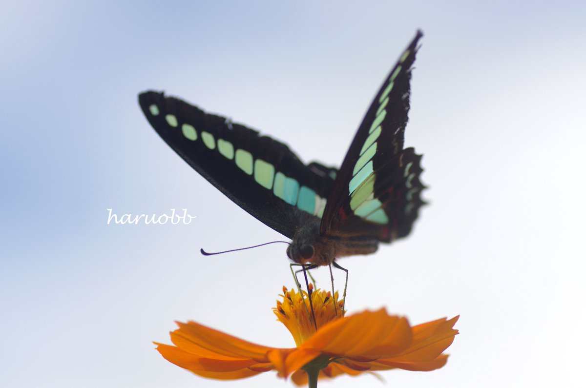 haruobb's tweet image. アオスジアゲハとキバナコスモス
季節外れでも、振り返りが重要。

#pentax #コスモス #cosmos #秋桜
#キバナコスモス
#アオスジアゲハ #アゲハ
#photo
#写真好きな人と繋がりたい
#写真で伝えたい私の世界
#写真撮ってる人と繋がりたい
#ファインダー越しの私の世界
#写真で奏でる私の世界