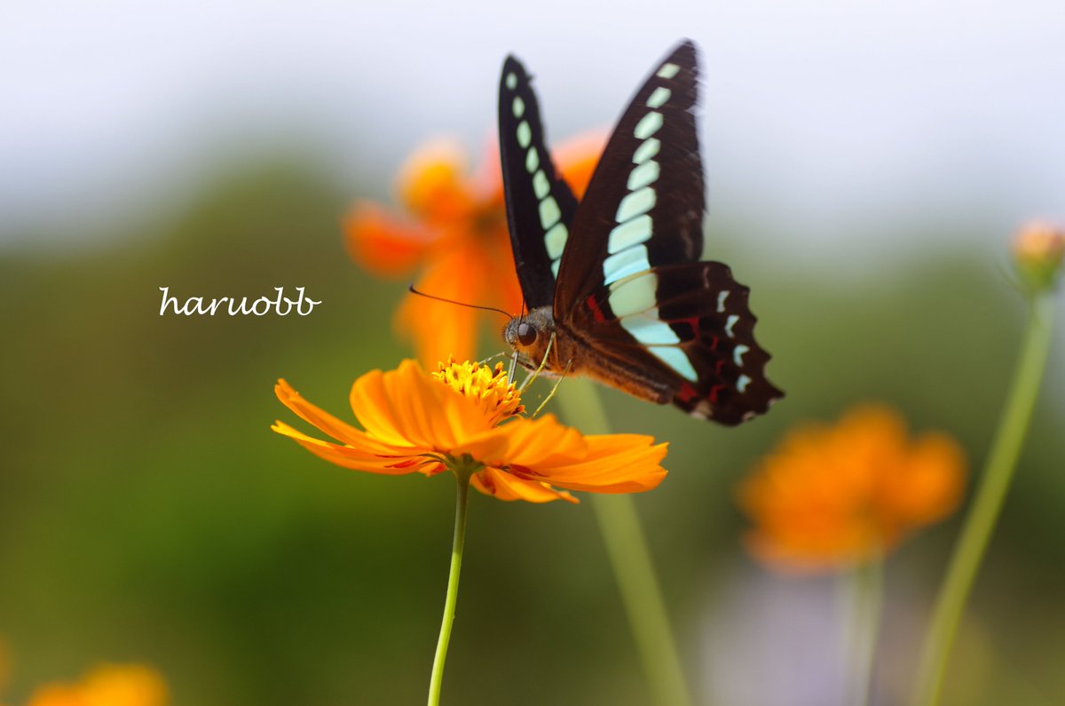 haruobb's tweet image. アオスジアゲハとキバナコスモス
季節外れでも、振り返りが重要。

#pentax #コスモス #cosmos #秋桜
#キバナコスモス
#アオスジアゲハ #アゲハ
#photo
#写真好きな人と繋がりたい
#写真で伝えたい私の世界
#写真撮ってる人と繋がりたい
#ファインダー越しの私の世界
#写真で奏でる私の世界