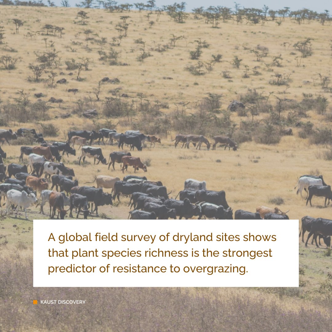 KAUST BESE tweet media