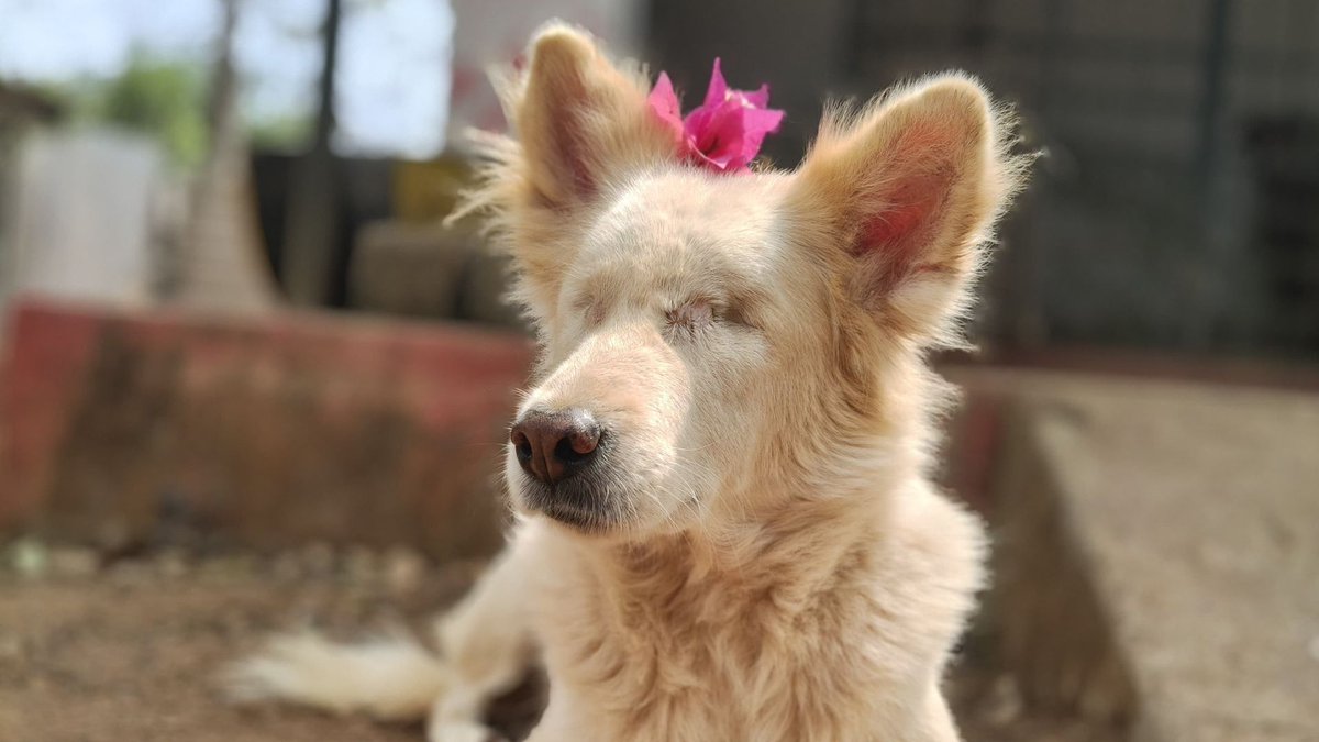 Humane Animal Society (HAS) tweet media