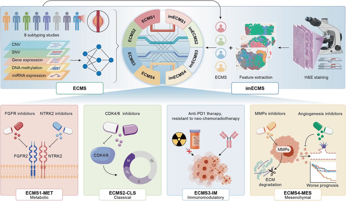 Oncologynewspro's tweet image. @STTTJournal: an AI classifier using routine H&amp;amp;E pathology slides—no expensive sequencing needed. 
This enables precision subtyping &amp;amp; personalized treatment at lower cost, bringing real clinical utility to ESCC care.Primary: 
#ESCC #PrecisionMedicine #AI #Pathology