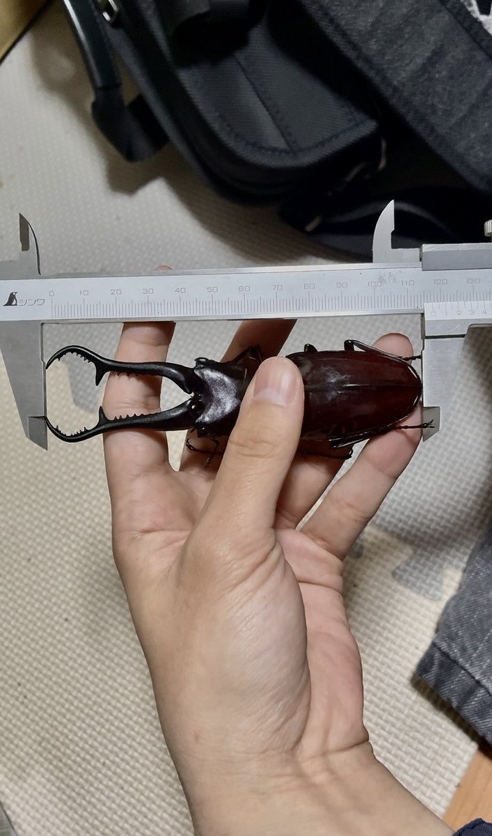 CYANIDE___ION's tweet photo. ダイスケギラファ　マイレコ更新
117mm+（左顎計測）

節目にデカいの見れて良かったです

撮影：ノコニキ氏 https://t.co/ExPCAIIPa6