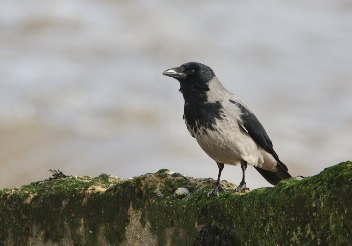 Peter Ransome tweet media